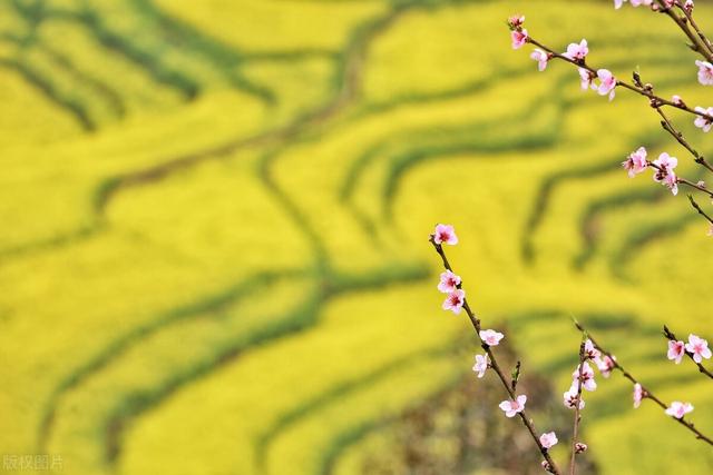 罗平旅游景点大全，曲靖罗平旅游景点大全（中国最美四季游之春季：罗平）
