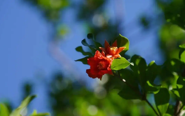 什么葱茏四字词语，关于葱葱茏茏的词语（有关仲夏的古诗词）