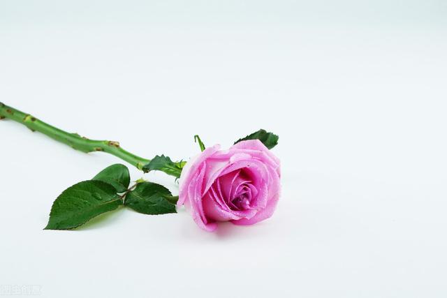 一生只爱一个人，哪些星座一生只爱一人（你是我心中的无可代替）