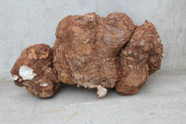 茯苓多少钱一斤，茯苓多少钱一公斤（寄生在松树根部）