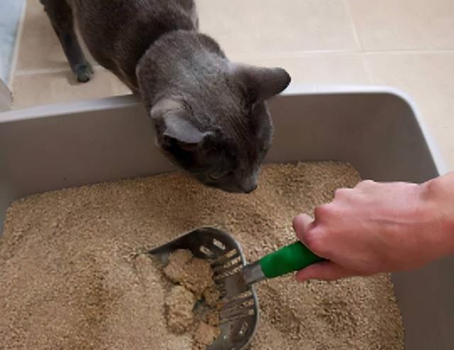 养猫的猫对人有什么好处，养猫的10个好处