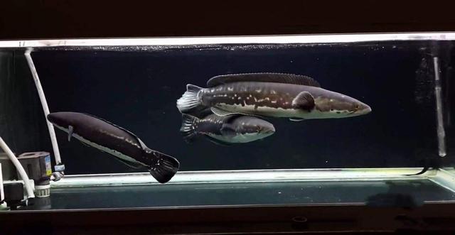 中国十大名贵猫排名，十大名贵猫是什么（国内十大适合家养的大型观赏鱼）