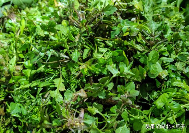 春天能吃的野菜大全，春天都有哪些野菜可以吃（送你63种野菜大图鉴）