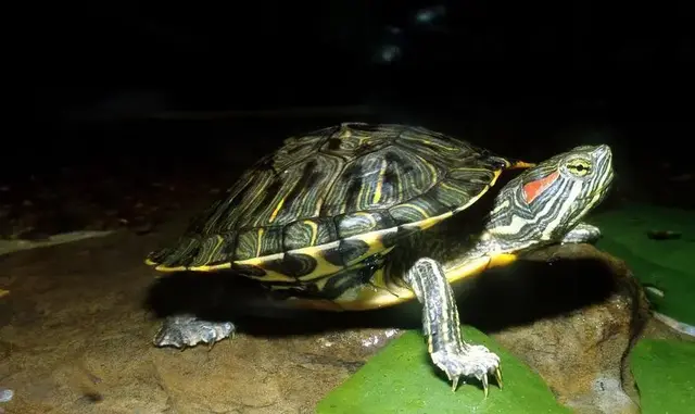 巴西龟能不能吃，巴西龟可以吃吗（巴西龟在中国泛滥成灾）