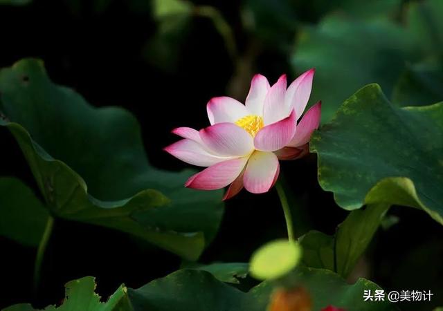 谷雨节气的介绍 二十四节气之谷雨内容文字，谷雨节气的介绍（谷雨：人间春暮，岁短情长）