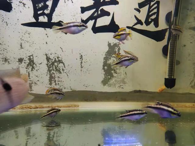 最好养的观赏鱼，10种好养活观赏鱼（只有这几种观赏鱼可以做到）
