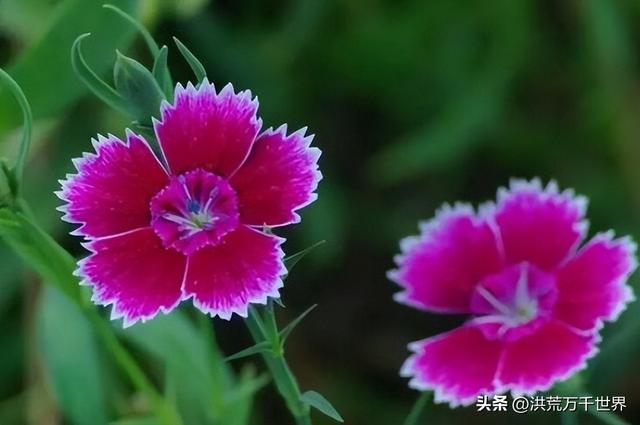 白杜鹃花语，白花杜鹃花语（300种花的寓意和花语）