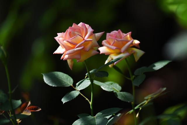 世界上最漂亮的花，世界上十大最漂亮的花（10种“吉祥花”）