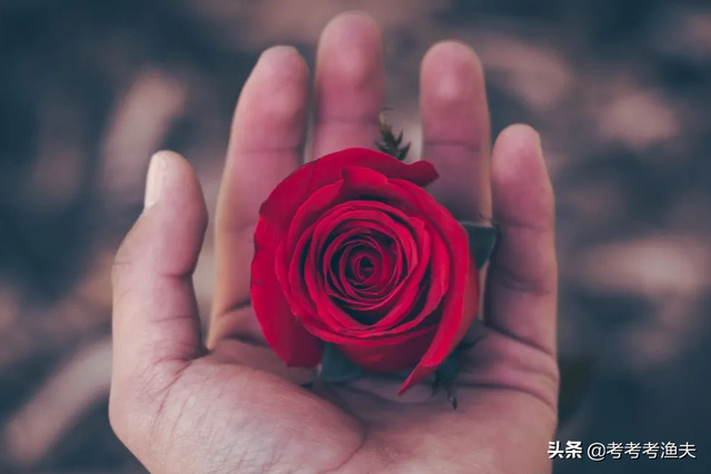 玫瑰花最经典的诗句，古人赞美玫瑰花的诗句（关于玫瑰花的36句名言警句）