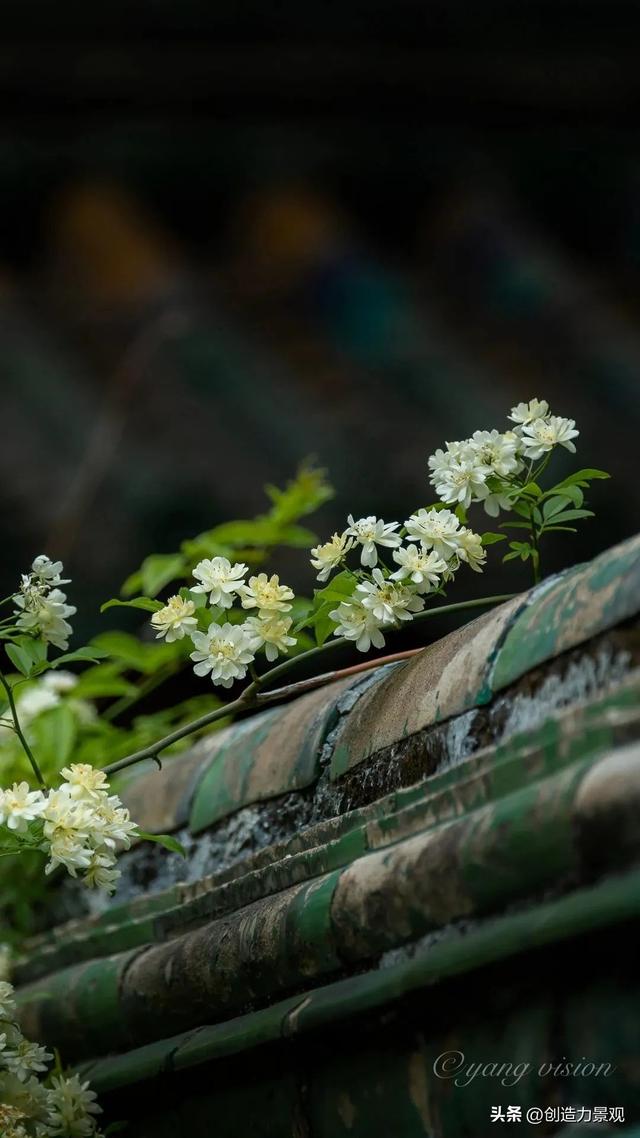 木香花是什么，木香花是什么样子的（美色不逊月季的爬藤植物——木香花）