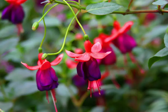 春天开的常见的花，春天的花有哪些（春天的花有哪些 名字）