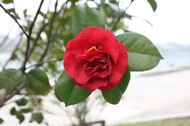 刀字旁的字有哪些，刀字偏旁有什么字（部编人教版二年级下册语文第三单元复习材料）