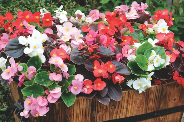 可以种在阳台的大型绿植，可以种在阳台的大型绿植品种（能养8种“大叶花”）