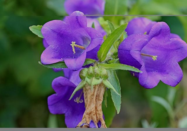 风铃草花期是什么时候，风铃草几月份开花花期多长（一种花特容易爆盆）