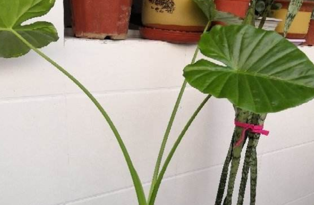 凤尾兰，阔叶植物有很多（凤尾兰简介）