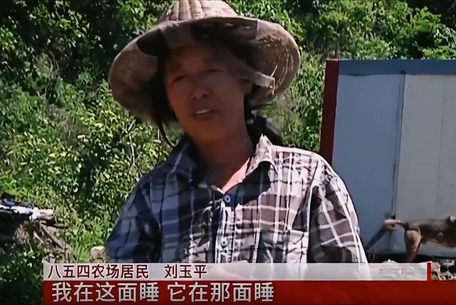 雄黄驱蛇是真的吗，驱蛇用雄黄还是硫磺（江西老人在被窝里摸到蛇）