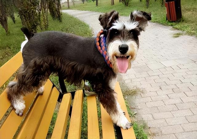 宠物狗价格，上班族、有小孩、新手适合养什么狗（宠物狗价格排行）