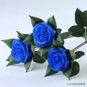 蓝色妖姬花语，分享图片—醉美的蓝色妖姬（蓝色妖姬花语文案）