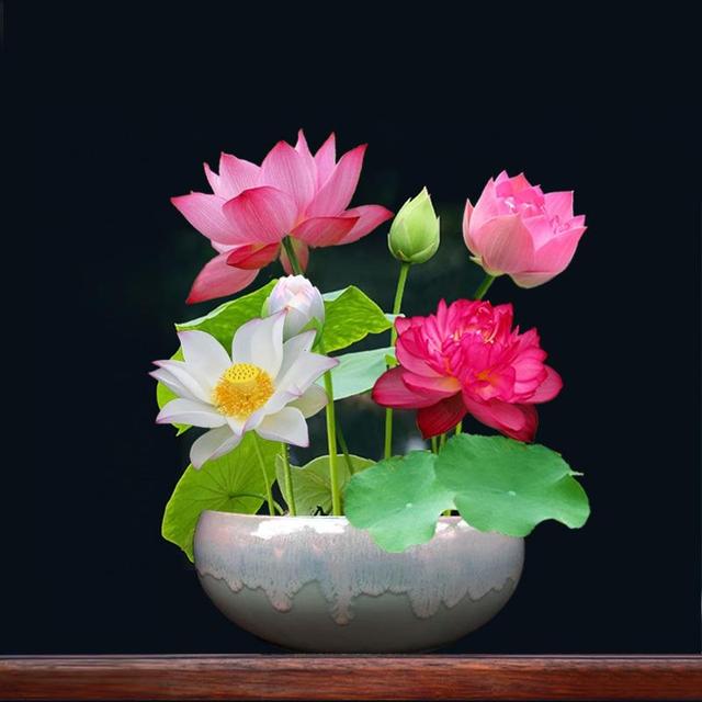 朱槿花象征什么，朱槿花的寓意（被很多老人拉入“黑名单”的3种花）