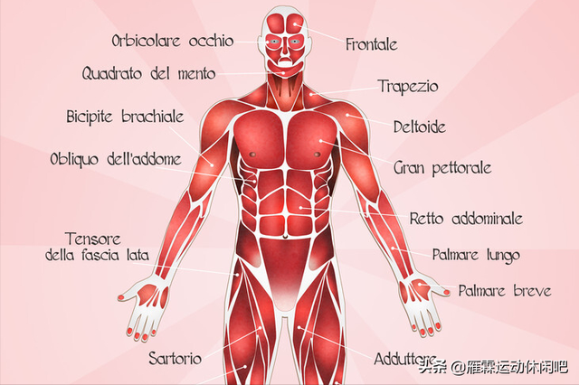 肱二头肌的位置，肱二头肌在哪（人体当中两块二头肌）
