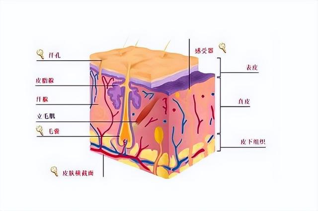 皮肤7个层次结构图，皮肤的五大层次（皮肤基础知识篇——皮肤的分层结构）