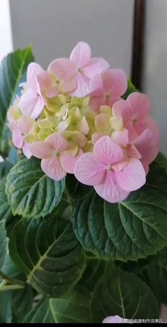 适合做微信头像的花朵图片，微信头像风景花朵图片     春暖花开（春暖花开的季节，美如仙境）