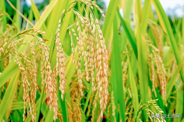 水稻是什么，水稻是什么意思（富硒水稻的国家标准是什么）