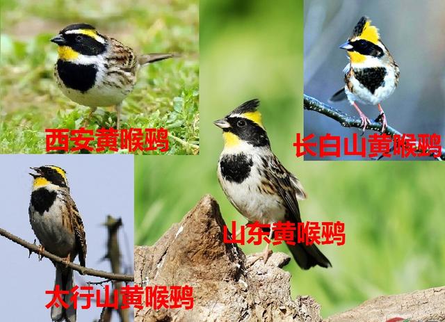 虎头凤鸟的叫声，虎头凤鸟怎么养容易乖（让西安人痴迷的这种鸟到底魅力在哪）