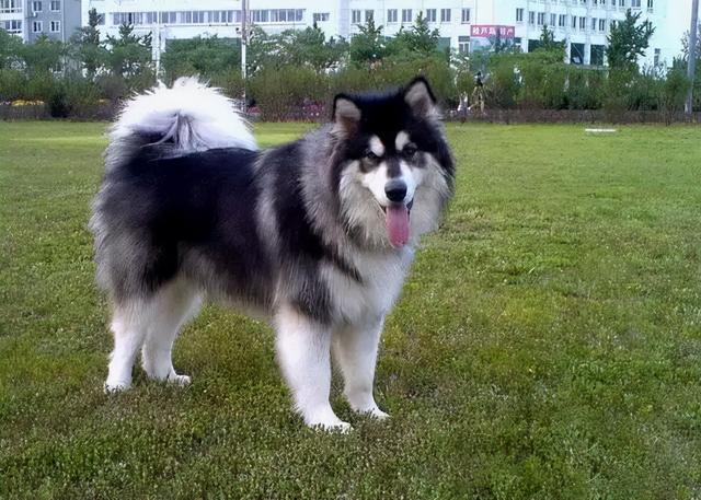 阿拉斯加雪橇犬性格，阿拉斯加雪橇犬性格特点有哪些（为什么“阿拉斯加犬”很少人养）