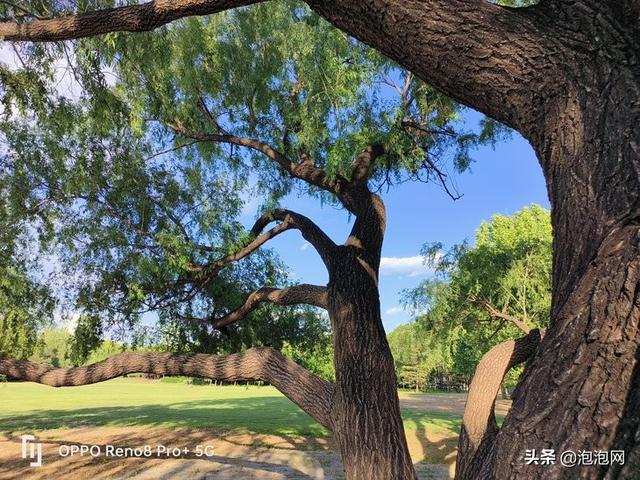 oppo研发的马里亚纳芯片拍照效果，X加持画质更出色