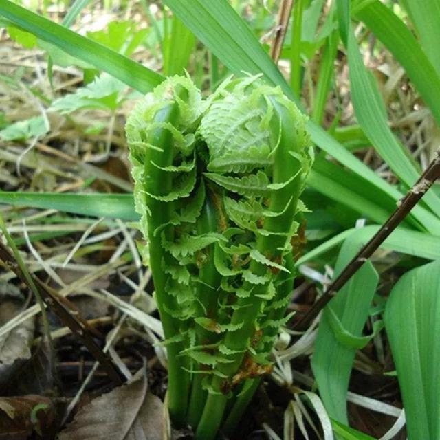 黄瓜香和蕨菜的区别，东北黄瓜香野菜是蕨菜吗（伴有黄瓜香味的野菜）