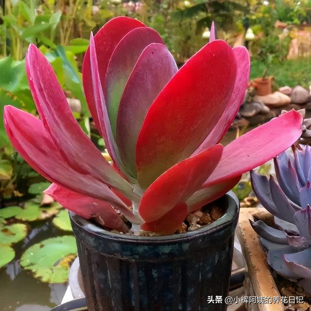 多肉植物福兔耳的养殖和繁殖方法，福兔耳多肉开花（回声、唐印、福兔耳、白帝城、阿尔比芙洛亚）