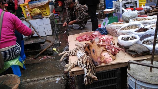 小勐拉属于哪个国家，小勐拉对面是中国哪里（初哥去过那个嘎腰子的缅北）