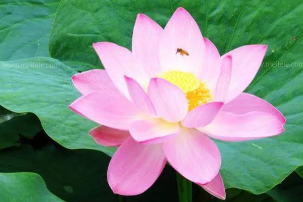 喜欢粉色 心情美美哒，喜欢粉色的男人.韩剧名字（今天分享一组粉色的而且美美哒花图片）