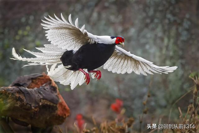 白娴鸟（白娴鸟图片，白娴鸟怎样的养殖（白鹇鸟唯美图片）