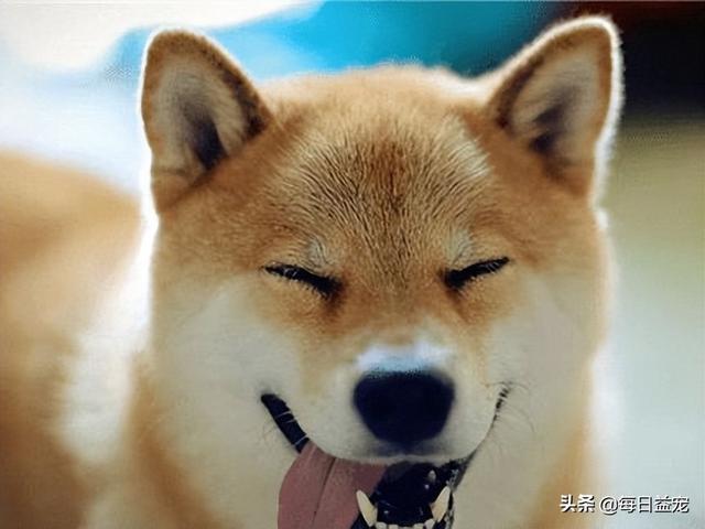 如何养好一只柴犬，养一只柴犬是什么体验（史上最全：柴犬饲养大法）