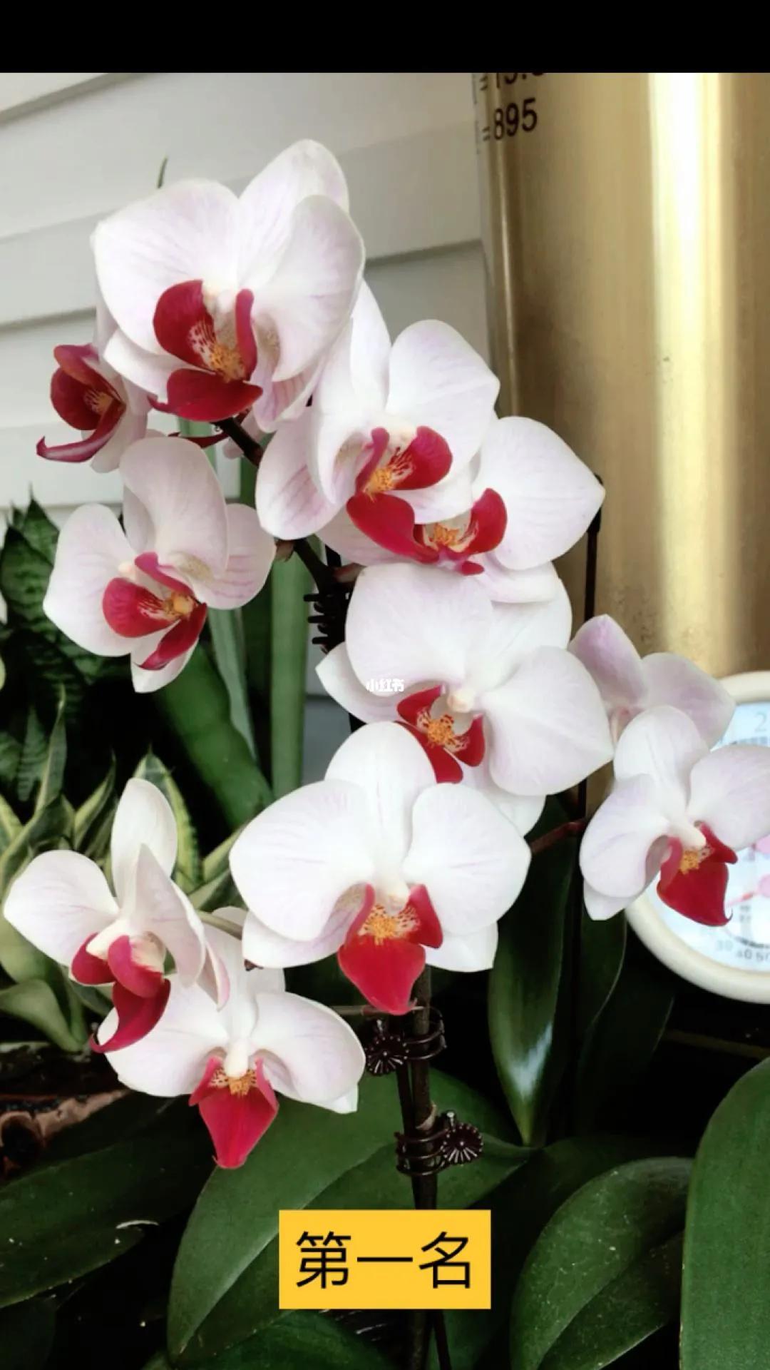 漂亮的蝴蝶兰(观赏蝴蝶兰) - 农业 - 爱宁信息网