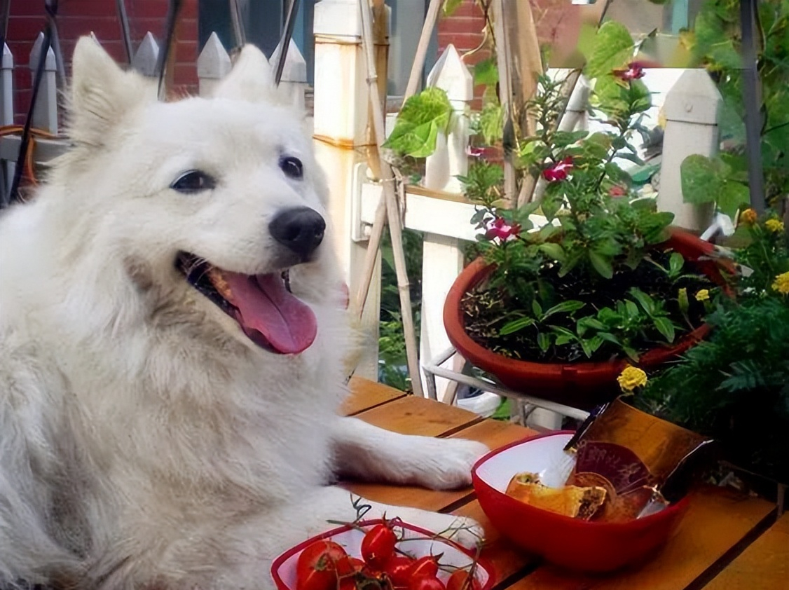 银狐狗粮品牌推荐（挑选适合你的宠物营养口感）
银狐吃什么牌子的狗粮好（如何选择优质健康的宠物食品）