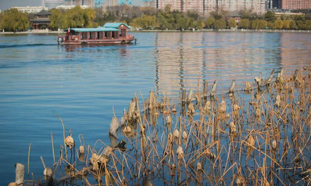 泛舟游湖的散文，枯柳残荷，明湖泛舟