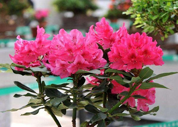 红杜鹃的栽培方法红杜鹃的养护技术 红杜鹃怎么养植，红杜鹃的栽培方法红杜鹃的养护技术（简单“3招”）