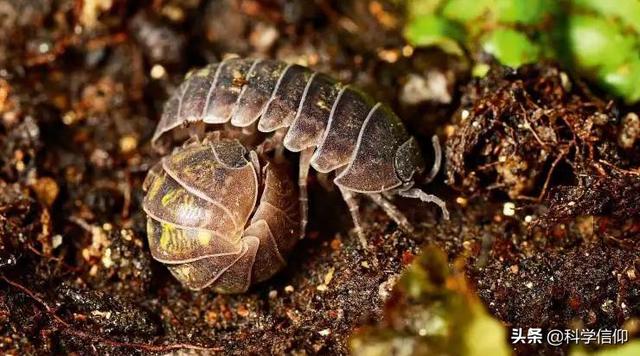 车轮为什么是圆的，车轮为什么是圆的说理视频（动物为什么没有进化出轮子腿）