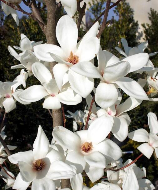 广玉兰（广玉兰花），在园林绿化中常见的几种玉兰花（玉兰花 广玉兰）