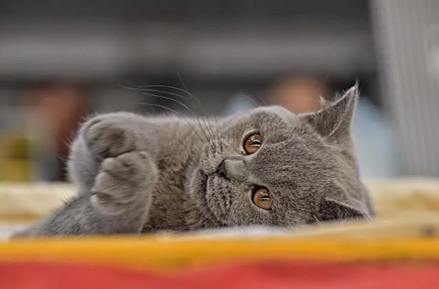 10公斤托运大概多少钱,飞机托运10公斤多少钱(过年多一手准备,多一分底气) 10公斤托运大概多少钱,飞机托运10公斤多少钱(过年多一手准备,多一分底气)