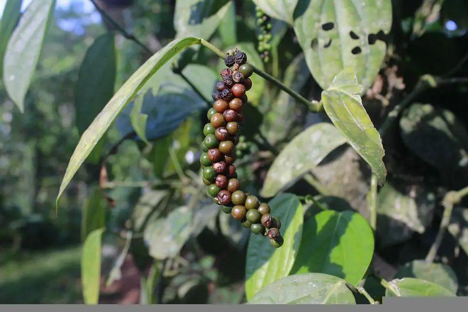 橙花精油的功效与用法，茉莉精油的功效与用法（不同类型老师适合的精油香气推荐）