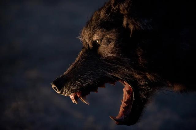 关于蛇的电影有哪几部，关于蛇的电影有哪几部分（评分最高十大怪兽电影）
