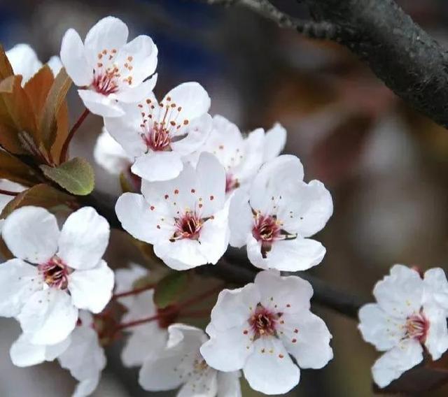 樱花寓意和象征意义，樱花寓意和象征意义是什么（樱花代表什么意思）