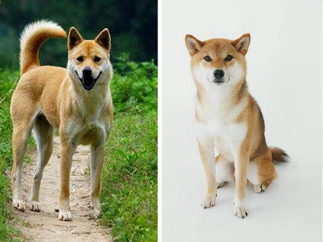 中国犬种排名图片图片