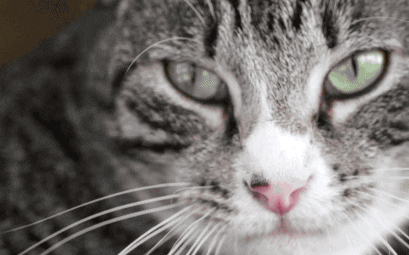 猫唇是什么唇形，猫唇是什么样子的（猫咪舔嘴就是嘴馋）