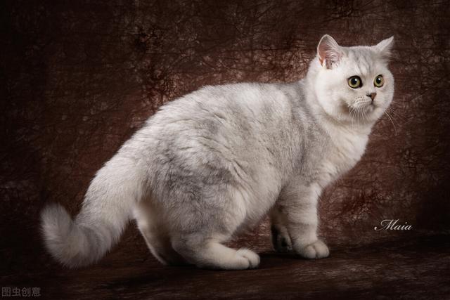 如何看英短猫好不好养，英短猫被“养得好”