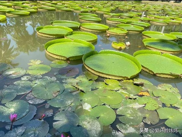 云南5a景区有哪些，云南5a景区全名单（云南九大5A级景区来了）